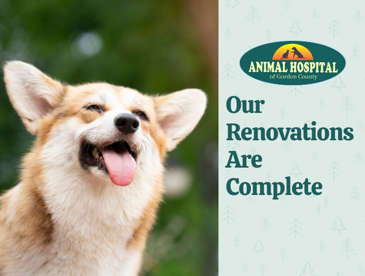 Animal Hospital of Gordon County Calhoun Veterinary Hospital